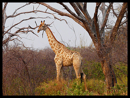 girafe